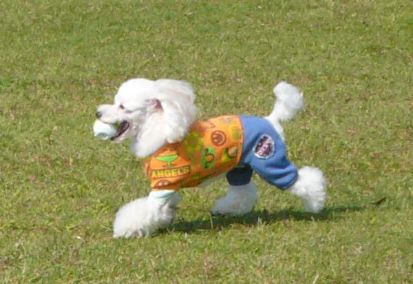 111009teddy04.jpg