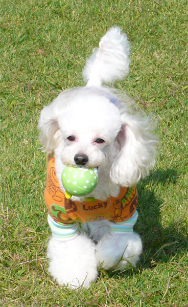 111009teddy05.jpg