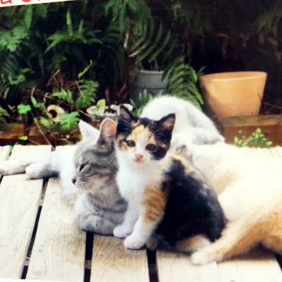 image1.jpeg